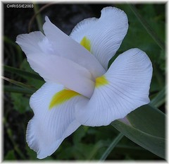 Iris and Gladiolus