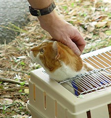 petting a cathead in a box