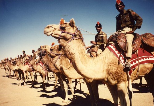 india rajasthan camel corp