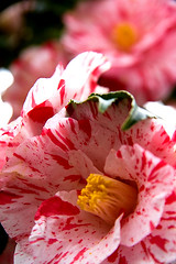 TSUBAKI （camellia）
