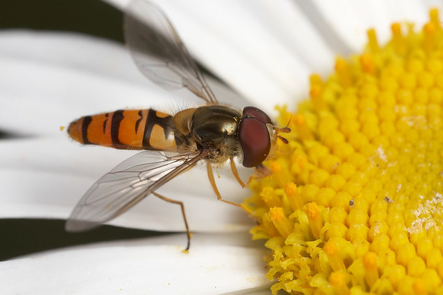 Hoverfly on Margaritte flower #2