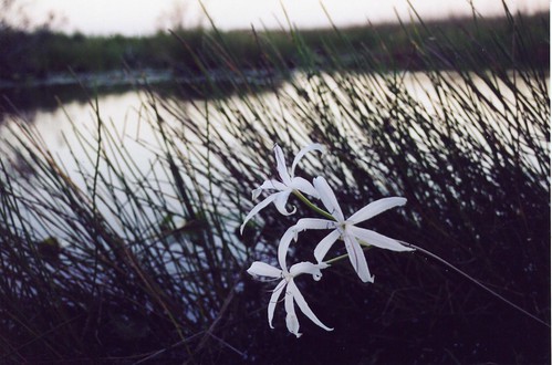 three white flowers