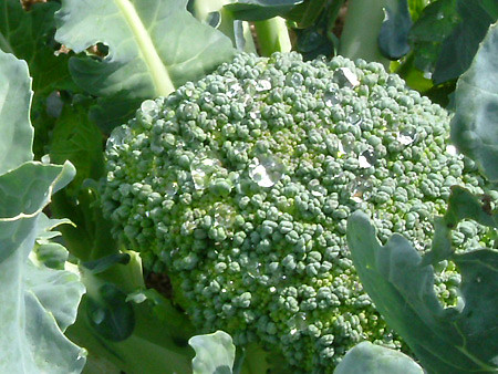 Broccoli for children who won't eat it.