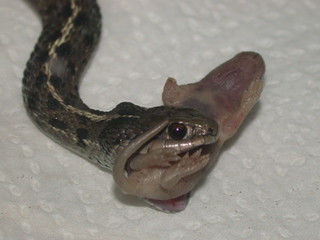 A Mouse-Eating Garter Snake