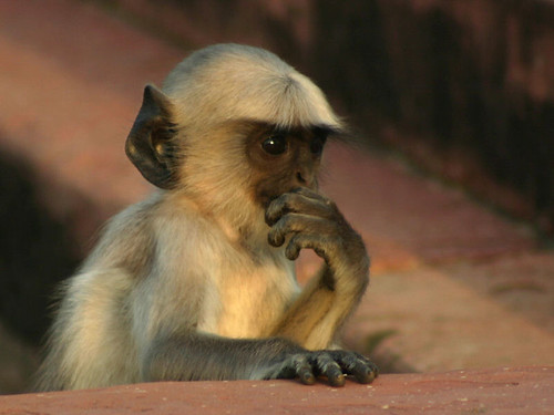 考えるお猿さん - 無料写真検索fotoq