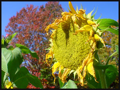 Sunflowers et soleils d'été