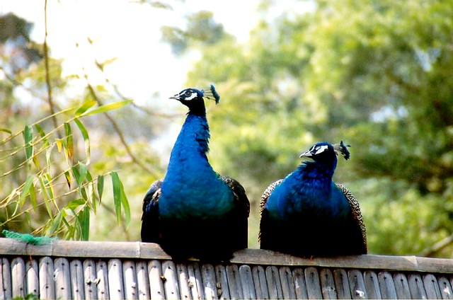 peacocks at gulang yu island ...