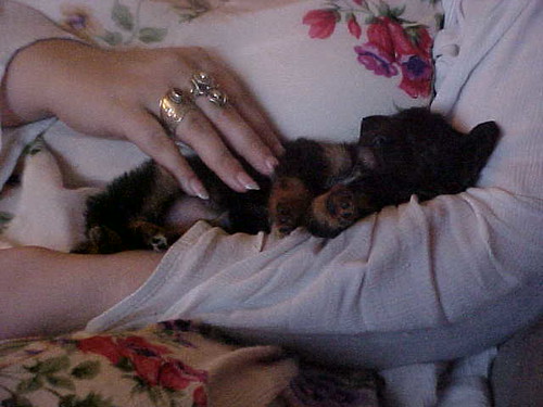 Puppy Itzl Getting Cuddles