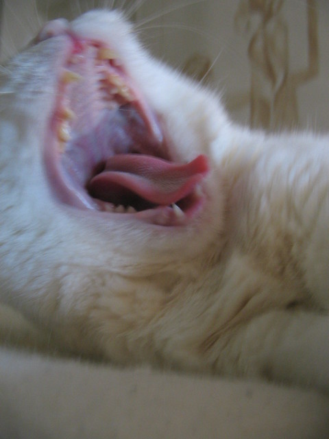 Gaping Pussy with Tongue