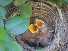 Baby robins - day  3