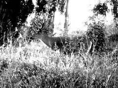 Deer Caught on Tape (err, memory card)
