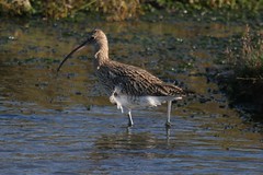 Curlew & Whimbrel