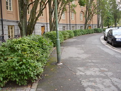 hedge of Carpinus betulus
