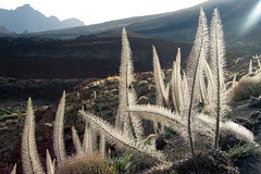 Tenerife 2006