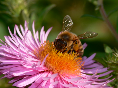 Closeup of a honeybee on a pink flower