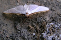 White golden edged moth