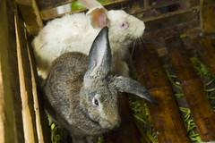 Bunnies on Death Row