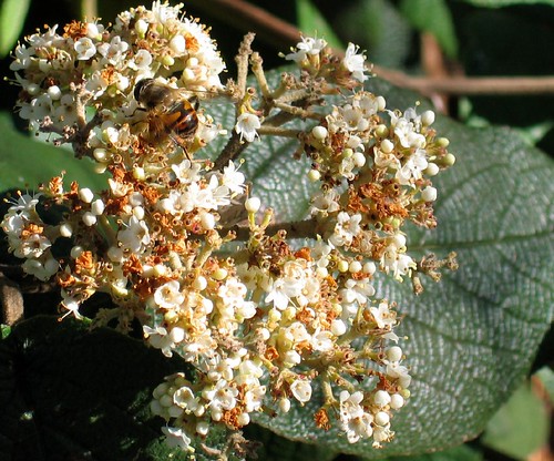 Autumn-blooming (!) Viburnum with Syrphid fly
