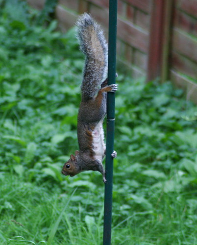 bird feeder poles