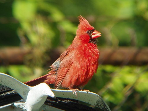 Cardinal rouge mâle - Northern Cardinal male  Verdun  08-08-2006  P8080009