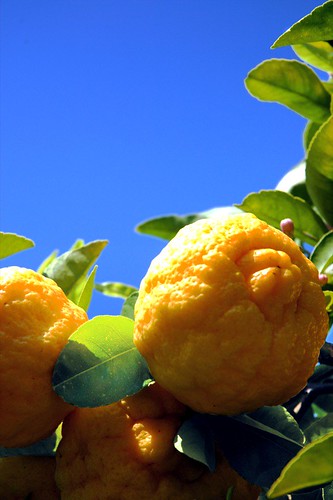 Lemons!! by visualdensity