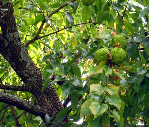 Osage orange, Maclura pomifera