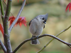 Titmouse Flirting- watch his chest swell! Pics taken April 06
