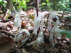 Fungi, Mosses, Fern Allies, Insectivores, and Parasites