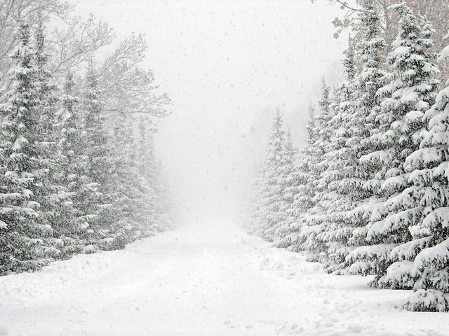 snowy forest road