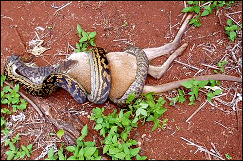 Snake Swallowing Kangaroo 1