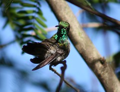 Beija-flor-de-banda-branca - Versicolored Emerald (Amazilia/Agyrtria versicolor) 
