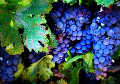 fall grape harvest