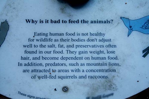 Why it is bad to feed the animals