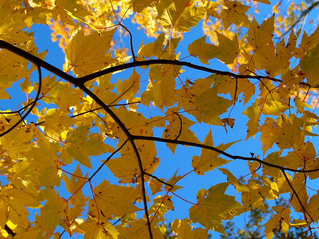 Yellow leaves, blue sky, White Rock