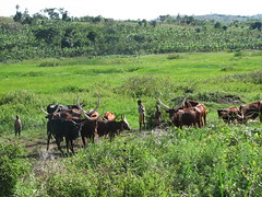 烏干達溼地上的放牧活動(sarahemcc攝)