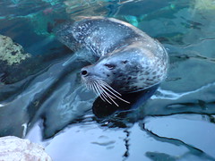 Seal playtime at the Aquarium