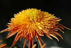 Chrysanthemum'06/07.