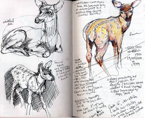 Deer Sketches II