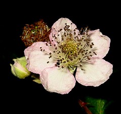 Blumen-Makro   flower-macro
