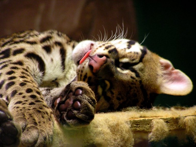 Ocelot at The Texas Zoo