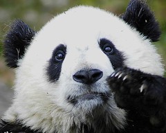photo panda noir blanc
