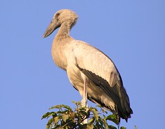 Open billed stork