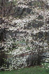 Flowering Tree by randubnick