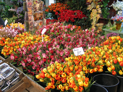 flowers in an Amsterdam street market