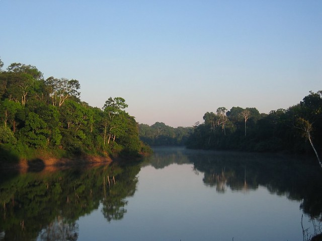 Amazon river jungle in the morning