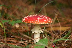 Fungi - paddestoelen