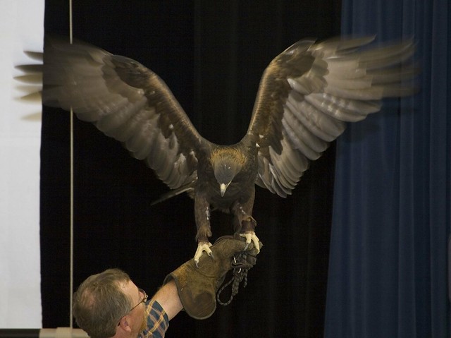 Brian Latta and Female Golden Eagle Lola brian-latta-golden-eagle-lola-20