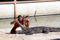 Crocodile farm, Bangkok Thailand
