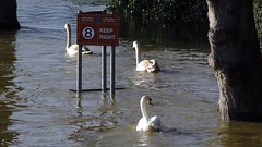 Shrewsbury Floods '06-7