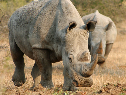 南非的白犀牛，Turkinator攝影。